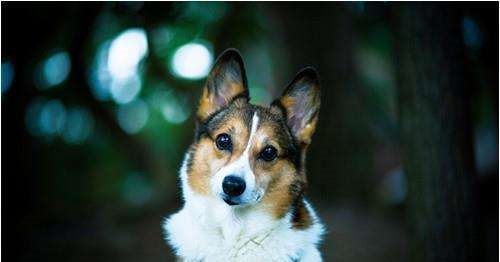 属狗的和什么属相不合,属狗的和什么属相不合相冲