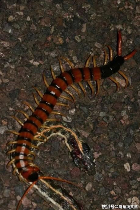 蛇的死对头是什么动物，犰狳是什么动物