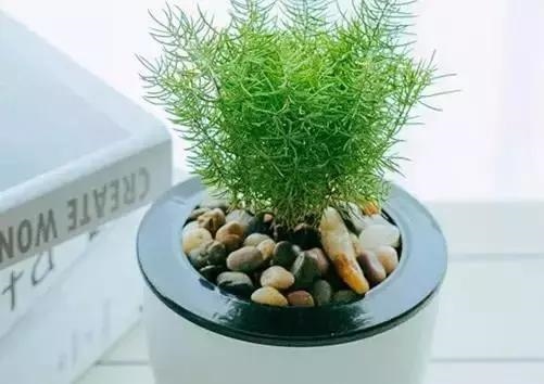 属虎人一生最旺3个人招I，最命苦的4大生肖女