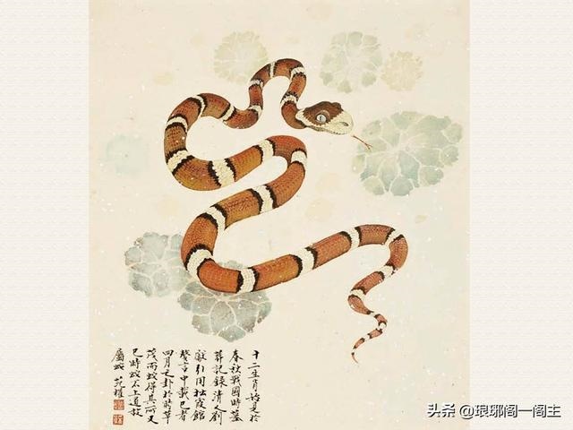 属蛇莫名喜欢属猴，莫名的大门牙出血