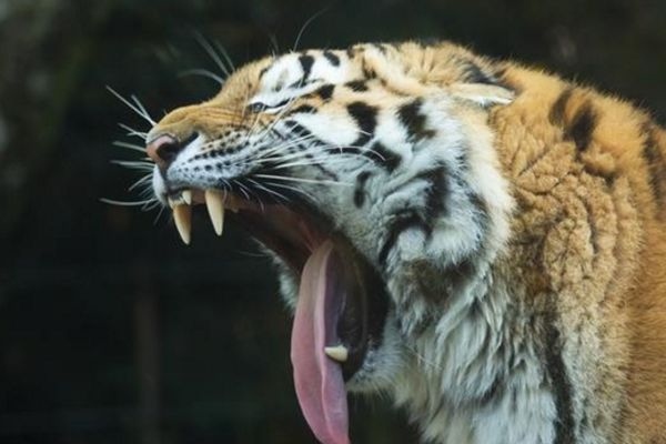 属虎的过了36岁就顺了,86年属虎多少岁走大运