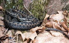 蛇跟什么生肖最配,属蛇的和什么属相最配婚姻