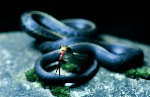 生肖蛇怕哪个生肖，十二生肖蛇最怕什么动物