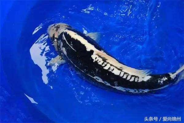 出灵属蛇的相冲，属蛇相冲相害