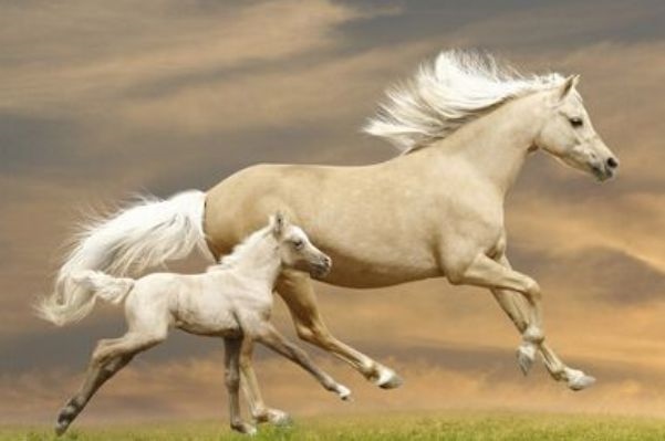 属马人相克的属相是，属马女和什么属相最配对