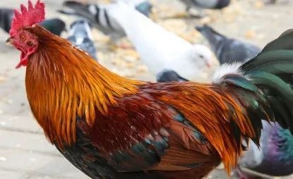 969年属鸡的每月运势，属鸡运势2022