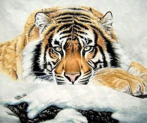 属虎的过了36岁就顺了,86年属虎多少岁走大运