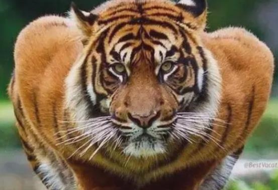 022年属虎人命运,1986属虎人终身的三大坎"