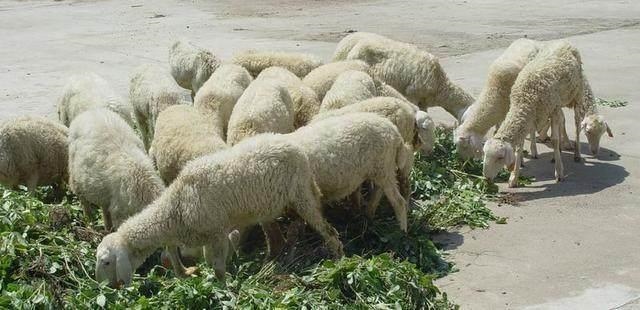 属兔人永久吉利的数字,生辰八字五行查询