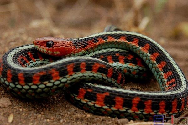 属蛇的适合养什么宠物，生肖属蛇女人一生运程