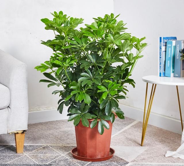 女人最吉祥招财的名字，非常旺财的微信名女人