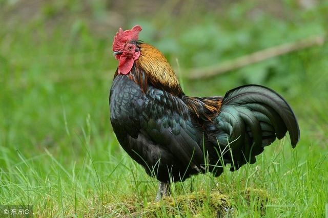 生肖鸡一生的财运贵人，生肖鸡命中有两大贵人