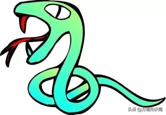 蛇和蛇在一起好吗，千万别娶属蛇的女人