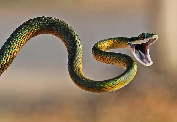 生肖蛇怕哪个生肖，十二生肖蛇最怕什么动物