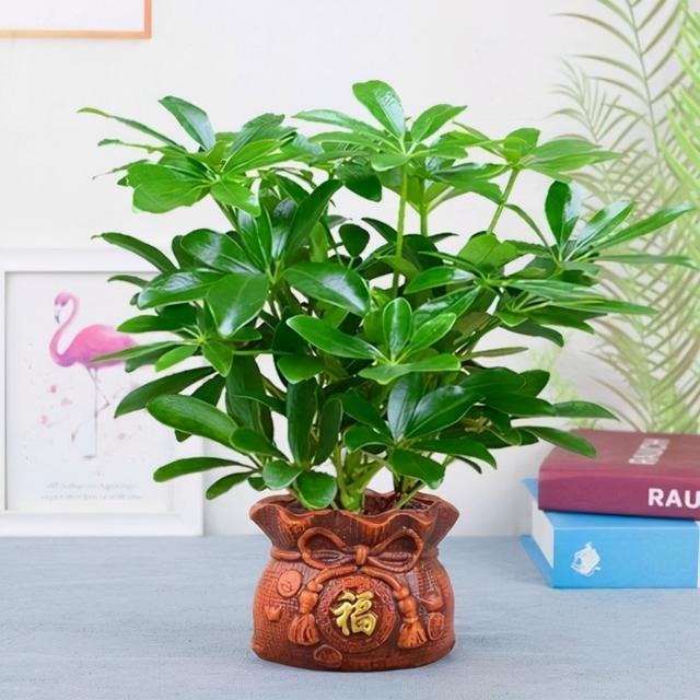 女人最吉祥招财的名字，非常旺财的微信名女人