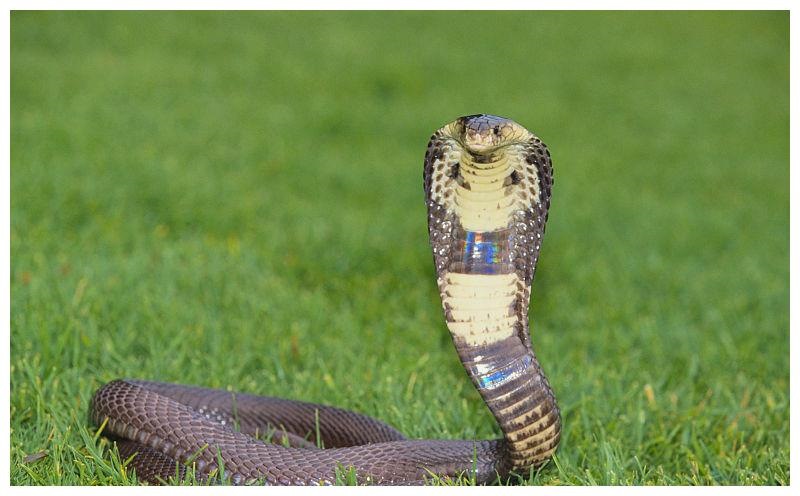 属蛇的属相婚配表，属蛇一生有几次婚姻