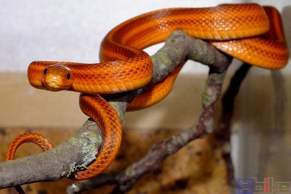 属蛇的适合养什么宠物，生肖属蛇女人一生运程