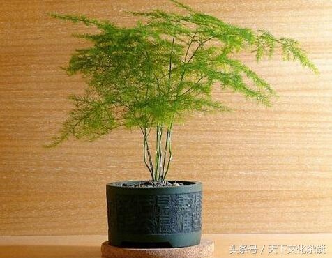 属鸡的养什么花最招财，属鸡的养什么植物好