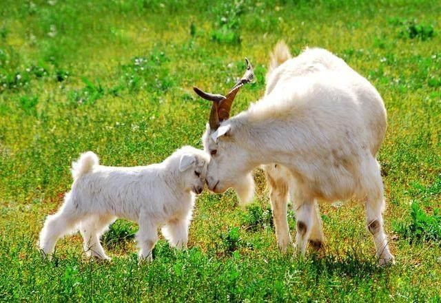 属兔人永久吉利的数字,生辰八字五行查询