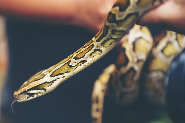 生肖蛇怕哪个生肖，十二生肖蛇最怕什么动物