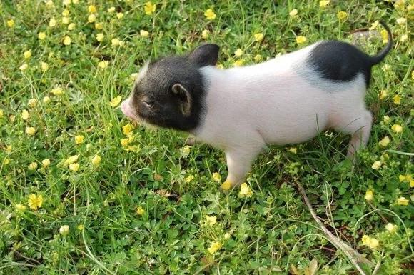 属虎人一生最旺3个人，86年苦命虎的之一贵人