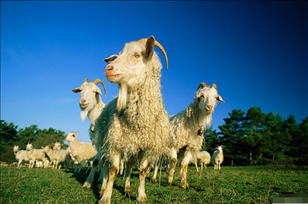 3年的鸡和91年的羊配吗,93男鸡91女羊的属相合不合"