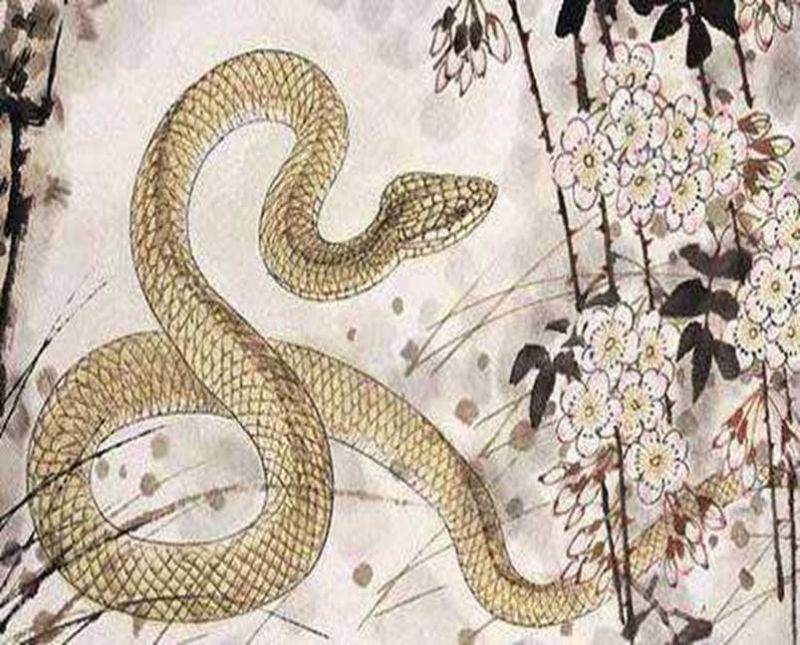 羊女跟蛇男相配吗,蛇女与兔男的婚姻是否相配