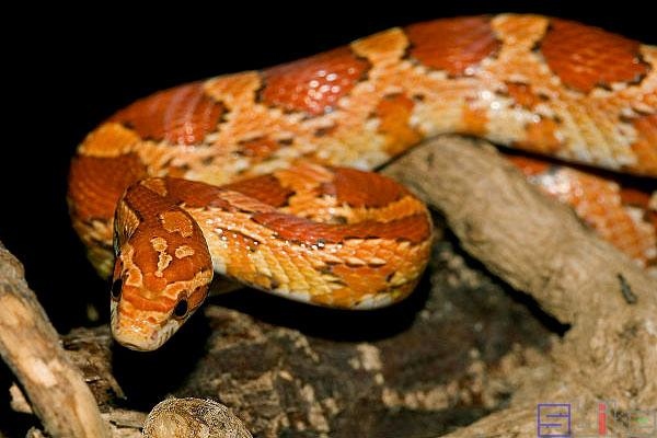 属蛇的适合养什么宠物，生肖属蛇女人一生运程