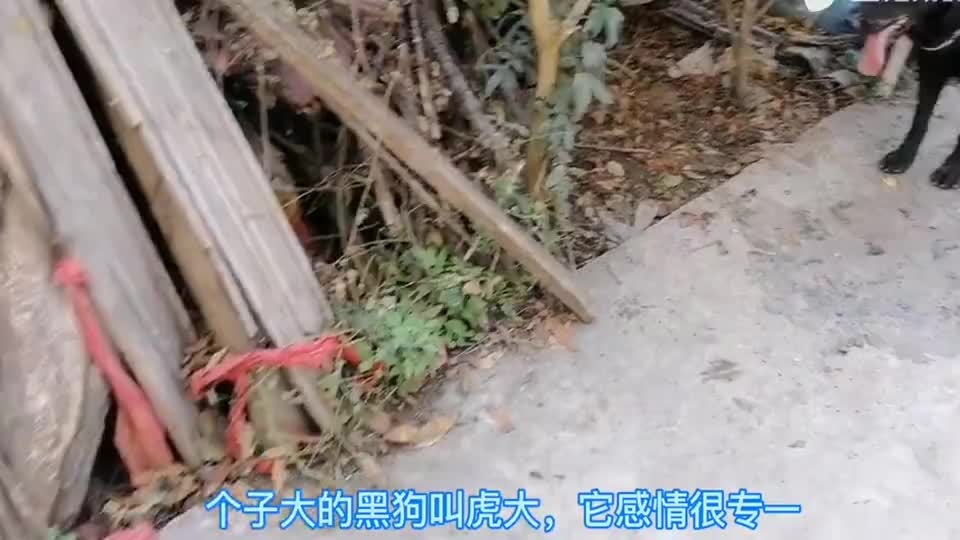 木蛇和木羊结合怎么样，羊路旁土命跟蛇大林木命