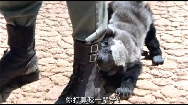 报复手段最残忍的生肖，头脑充满智慧的生肖女