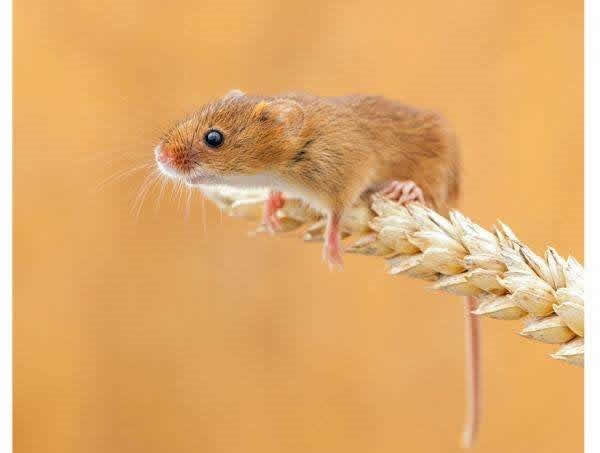 属鼠女人床上的表现，鼠女喜欢一个人会主动吗