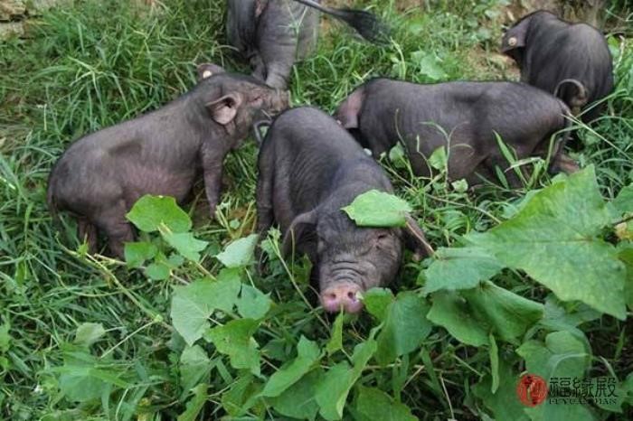 属牛跟属什么的最配,那个属相看不起属牛人