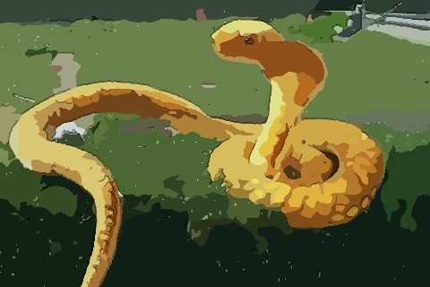 属蛇32岁今年每月运势,89年蛇女2022 年运势