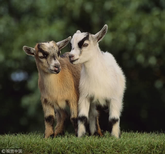 属羊人和属鸡人婚姻怎样,属猪2022 年运势及运程