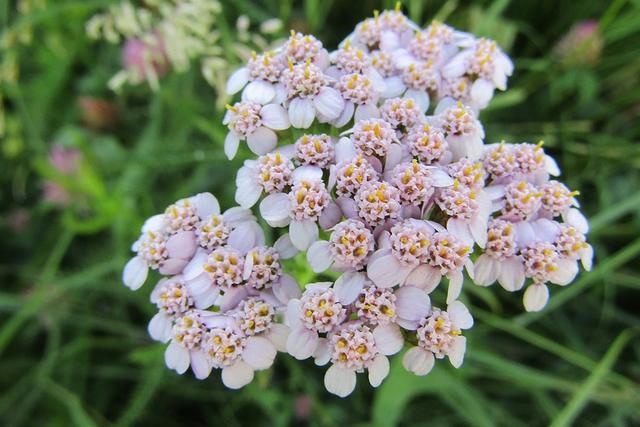 022年蛇适合佩戴什么水晶,白水晶佩戴禁忌"