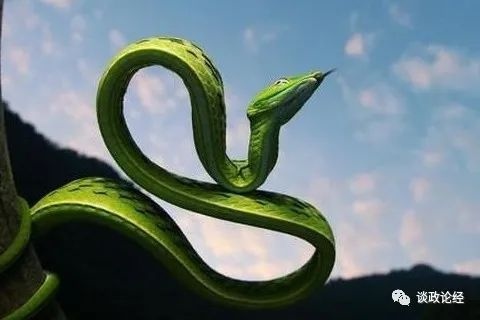 属蛇的今年多大岁了，2022 年10月属蛇的财运