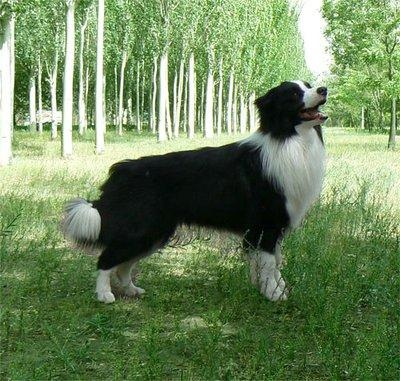 蛇的智商相当于人几岁,狼的智商等于人的几岁