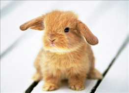 属兔的克星属相，属虎克星是什么属相