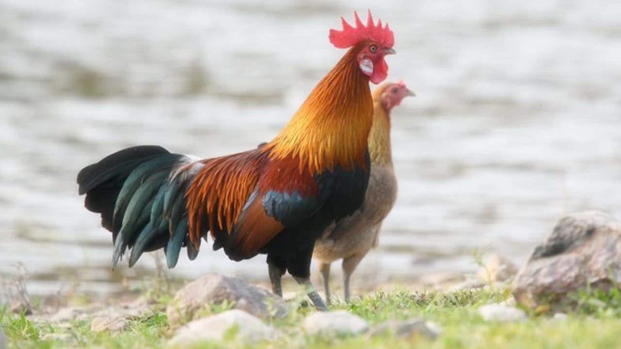 3年的鸡和91年的羊配吗,93男鸡91女羊的属相合不合"