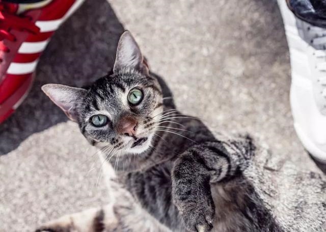 属蛇男招财微信头像男士，77年属蛇女转运招财头像