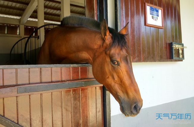 属马的人几月份出生的命最不好，1978年属马人2022 年运势