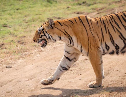 属虎的有哪几年出生的，1962年属虎的是什么命
