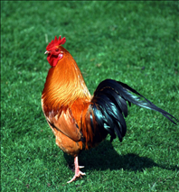 属鸡和属蛇合作生意好吗，属鸡和属蛇适合做生意