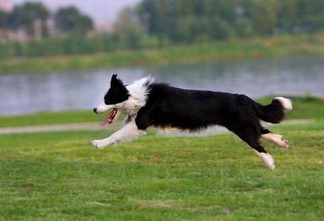 属羊男属狗女相配么,男属羊女属狗八字合吗