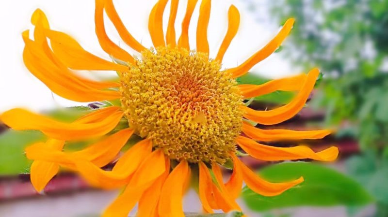 属蛇的女生2022年运势,2022 年十二生肖每月运程