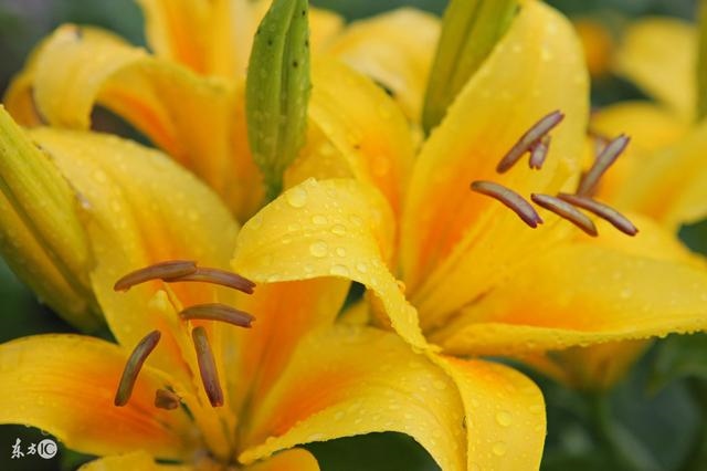 男羊与女蛇能不能相配，男羊和女蛇属相合不合