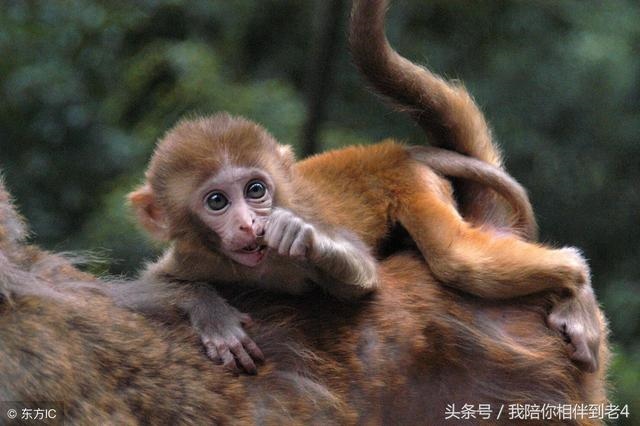 今年属兔的幸运颜色是什么颜色，今年属狗的幸运颜色是什么色