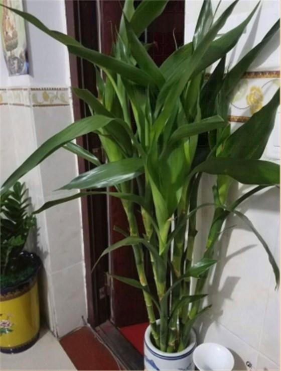 属蛇人家中摆什么好，属蛇人更大靠山是谁