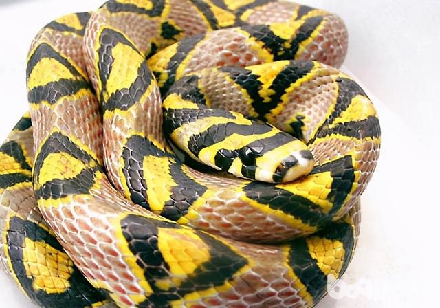 哪一年的蛇更好,那一年的蛇最有福气