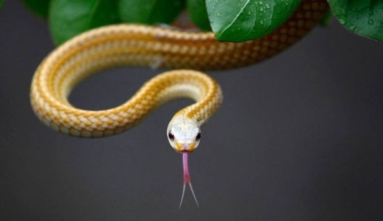 属蛇的人能戴蛇吗，属蛇人佩戴什么旺自己